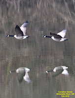 Northwest Water Birds